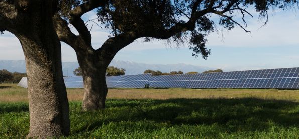 panneaux solaires et arbres